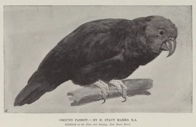 Ground Parrot